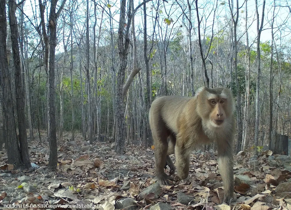 Khỉ đuôi lợn Macaca leonina.JPG