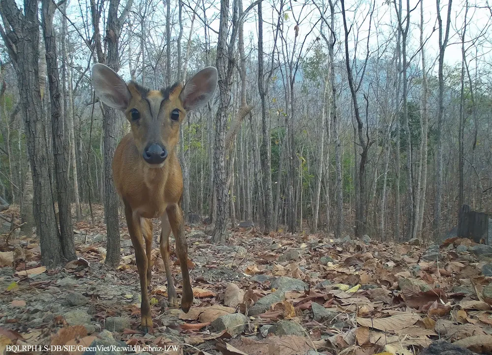 Mang đỏ Muntiacus vaginalis.JPG