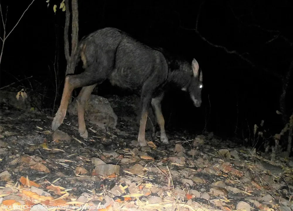 Sơn dương Capricornis sumatraensis.jpg