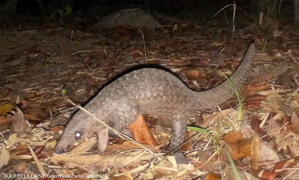 Tê tê java Manis javanica.jpg