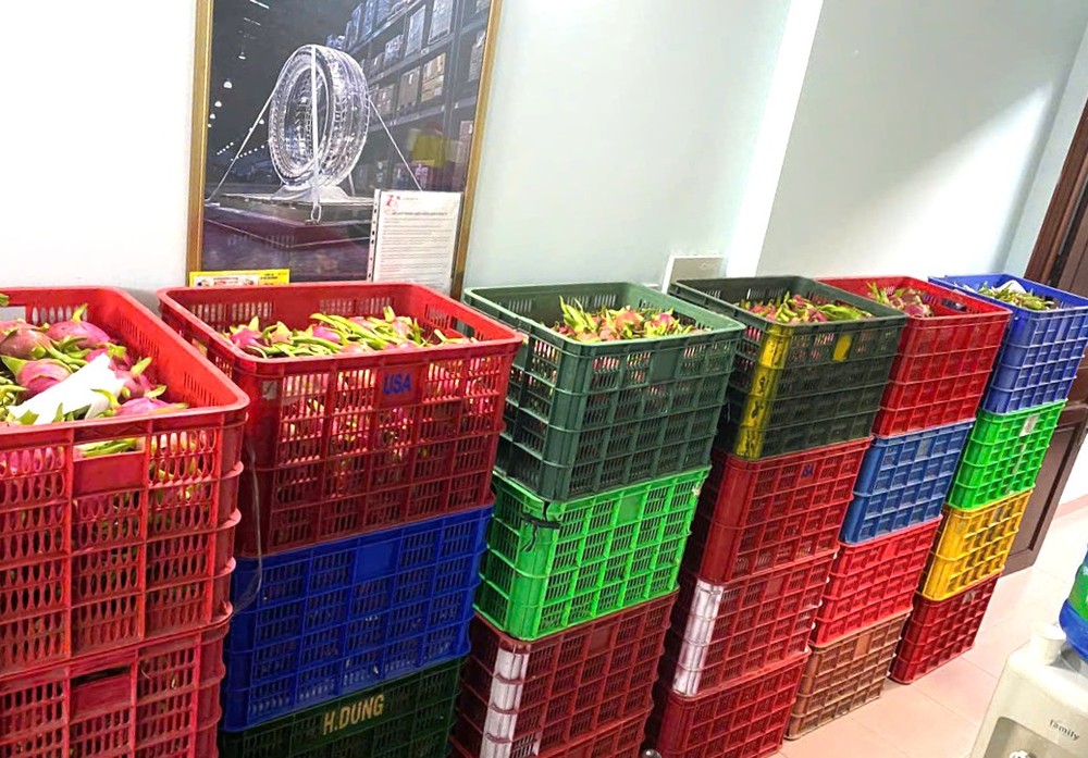 Son Tra Company in Lam Dong Province redirects around 6 tons of GlobalGAP-standard dragon fruit to hospitals in Ho Chi Minh City for charitable distribution to patients, aiming to avoid waste. (Photo: SGGP)