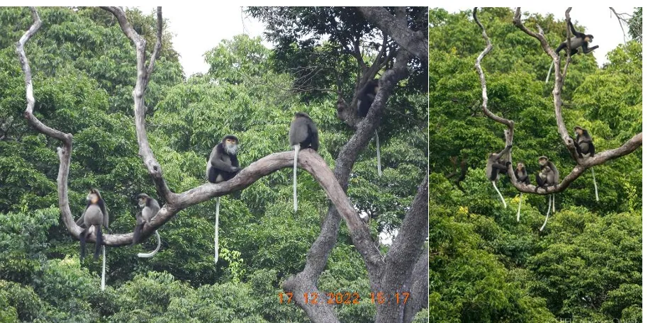 chà vá chân đen.png