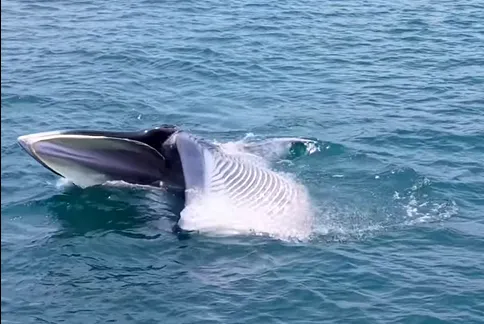 Screenshot 2026-04-23 152853.png