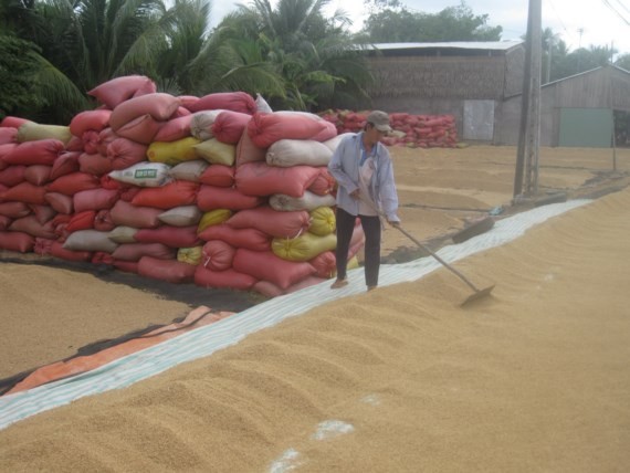 Vietnam exports 2.3 million tons of rice in first five months ảnh 1