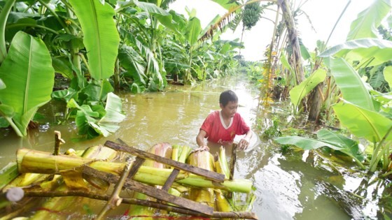 Heavy rains, floodwater release swells Red River ảnh 2