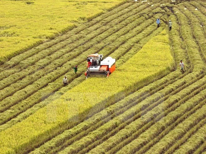 Harvesting rice in Vi Thanh commune, Vi Thanh district of the Mekong Delta province of Hau Giang (Photo: VNA)