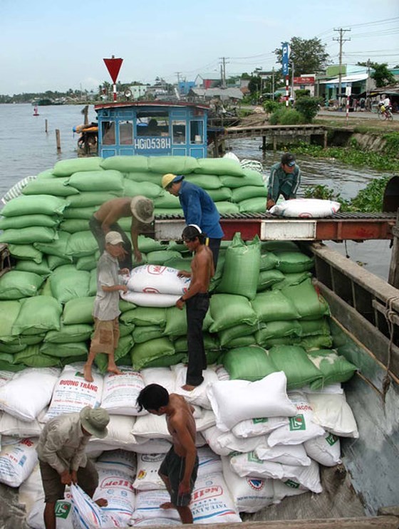 Mekong Delta farmers harvest bumper rice crop, enjoy price increase ảnh 1