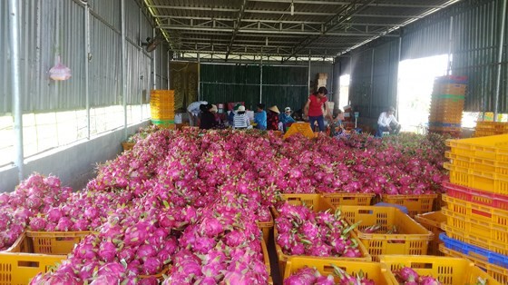 Scarcity rockets up dragon fruit prices in Binh Thuan province ảnh 1