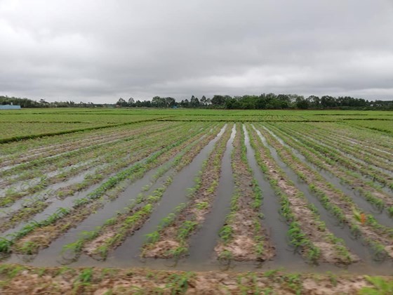 A flooded corn field in Cu Chi district, HCMC (Photo: SGGP)