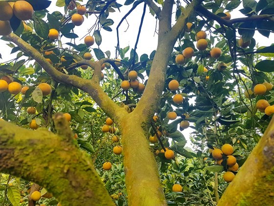 Orange orchards laden with fruits wait for Tet sale ảnh 1