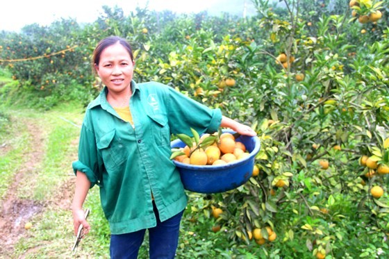 Orange orchards laden with fruits wait for Tet sale ảnh 3