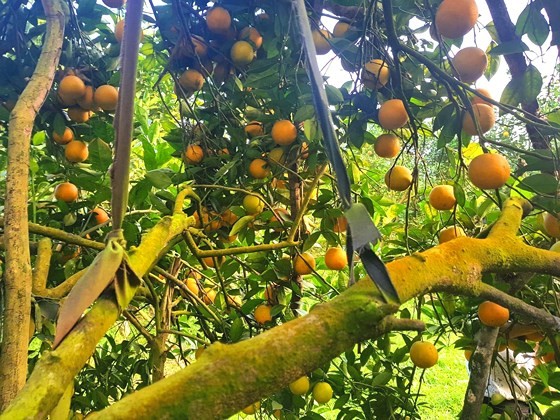 Orange orchards laden with fruits wait for Tet sale ảnh 7