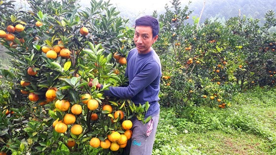 Orange orchards laden with fruits wait for Tet sale ảnh 8