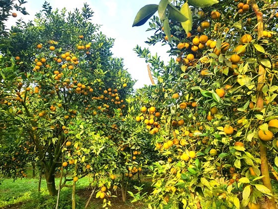Orange orchards laden with fruits wait for Tet sale ảnh 9