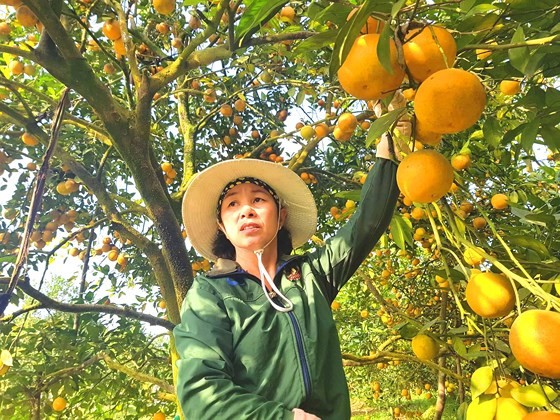 Orange orchards laden with fruits wait for Tet sale ảnh 10