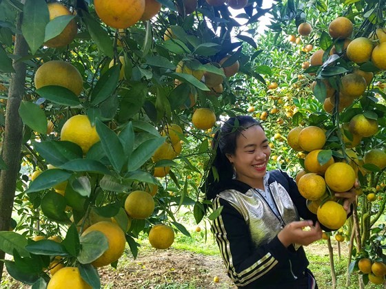 Orange orchards laden with fruits wait for Tet sale ảnh 11