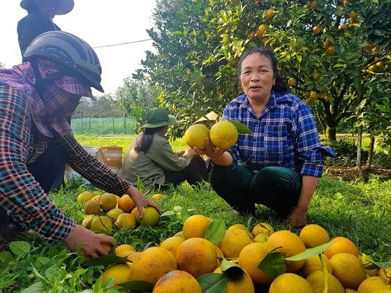 Orange orchards laden with fruits wait for Tet sale ảnh 12