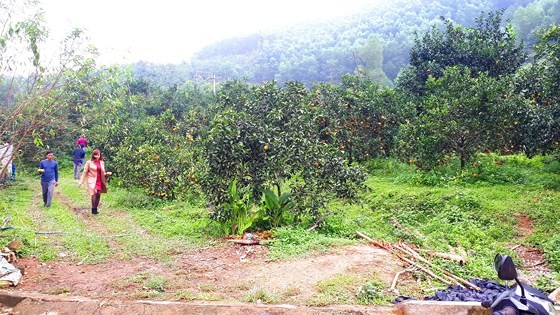 Orange orchards laden with fruits wait for Tet sale ảnh 14