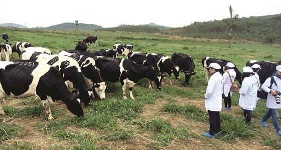 Dairy cows of TH Group are kept extensively. (Photo: SGGP)