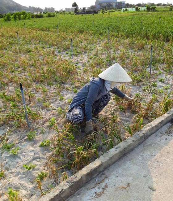 Drought seriously affected bulb formation of garlic plants leading to poor harvest. (Photo: SGGP)
