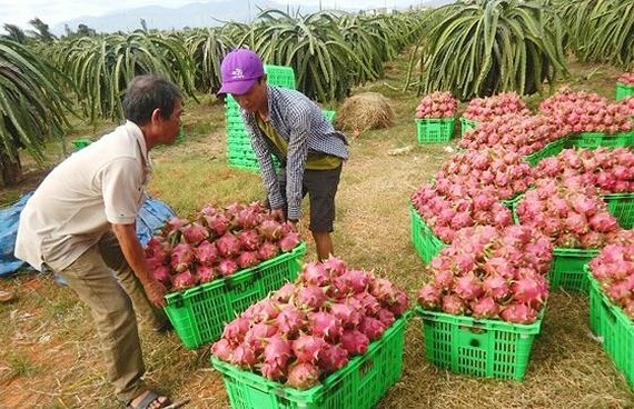 Farmers harvest dragon fruits 