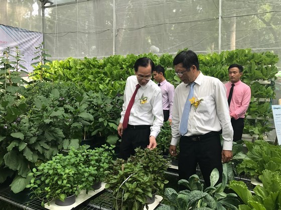 First Orchid Festival opens in HCMC ảnh 3