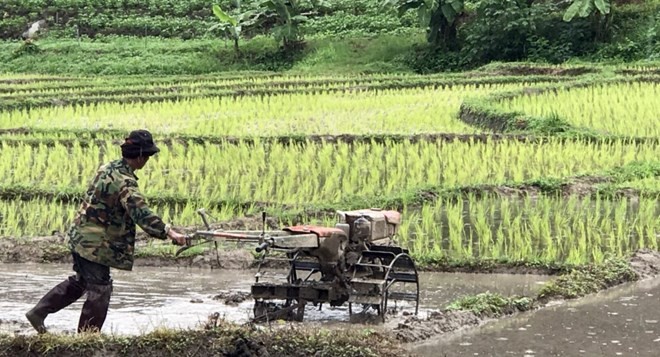 More farmers in Thailand have registered for subsidies and occupation shifting allowance from the government (Source: news.thaivisa.com)