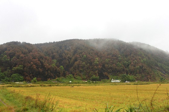 Man sentenced 7 years in prison for careless trash burning causing forest fire ảnh 1