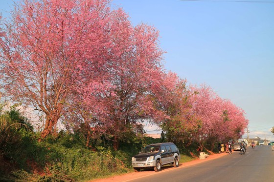 Wild himalayan cherry lures visitors to Da Lat city ảnh 2