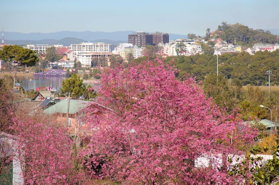 Wild himalayan cherry lures visitors to Da Lat city ảnh 5