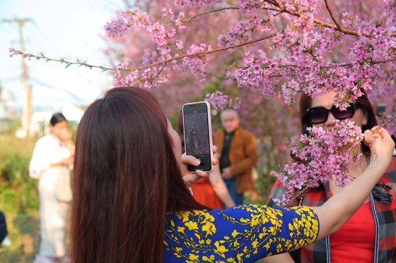 Wild himalayan cherry lures visitors to Da Lat city ảnh 10