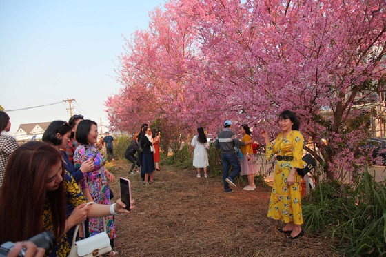 Wild himalayan cherry lures visitors to Da Lat city ảnh 11