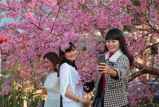 Wild himalayan cherry lures visitors to Da Lat city ảnh 12