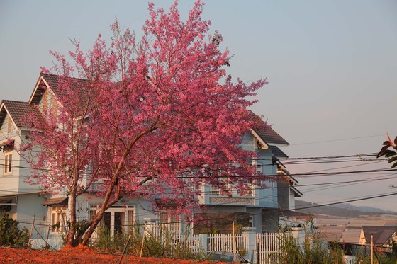 Wild himalayan cherry lures visitors to Da Lat city ảnh 13