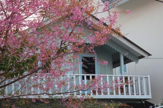 Wild himalayan cherry lures visitors to Da Lat city ảnh 17