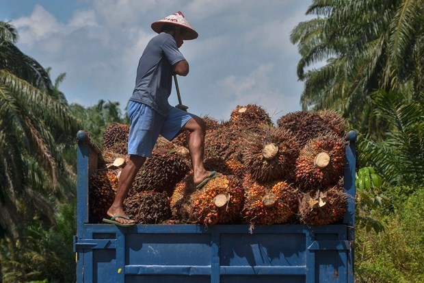 A farmer harvests palm oil in Indonesia's Riau province (Photo: AFP) 