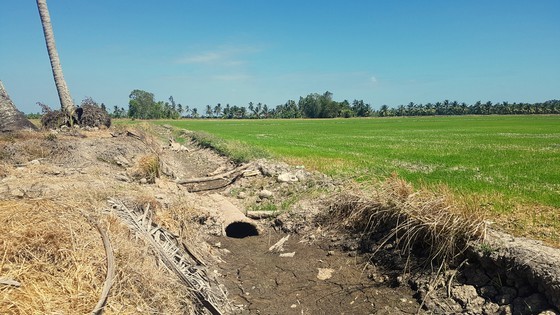 Mekong Delta copes with drought, salt intrusion during Tet holiday ảnh 5