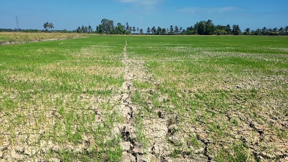 Mekong Delta copes with drought, salt intrusion during Tet holiday ảnh 4