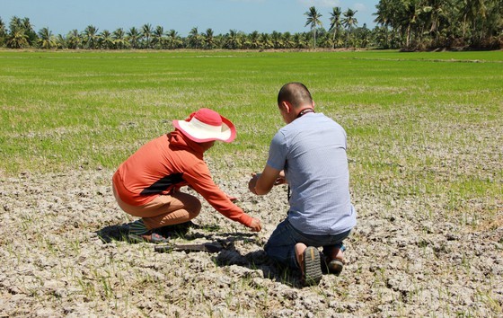 Mekong Delta copes with drought, salt intrusion during Tet holiday ảnh 10