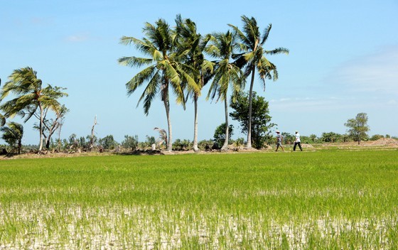 Mekong Delta copes with drought, salt intrusion during Tet holiday ảnh 7