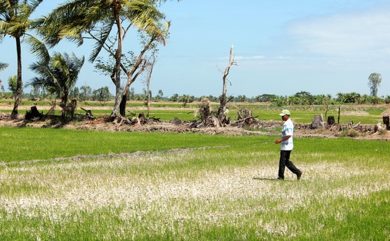 Mekong Delta copes with drought, salt intrusion during Tet holiday ảnh 6