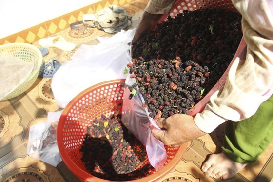 Quang Tri enjoys bumper black berry crop, good price ảnh 6