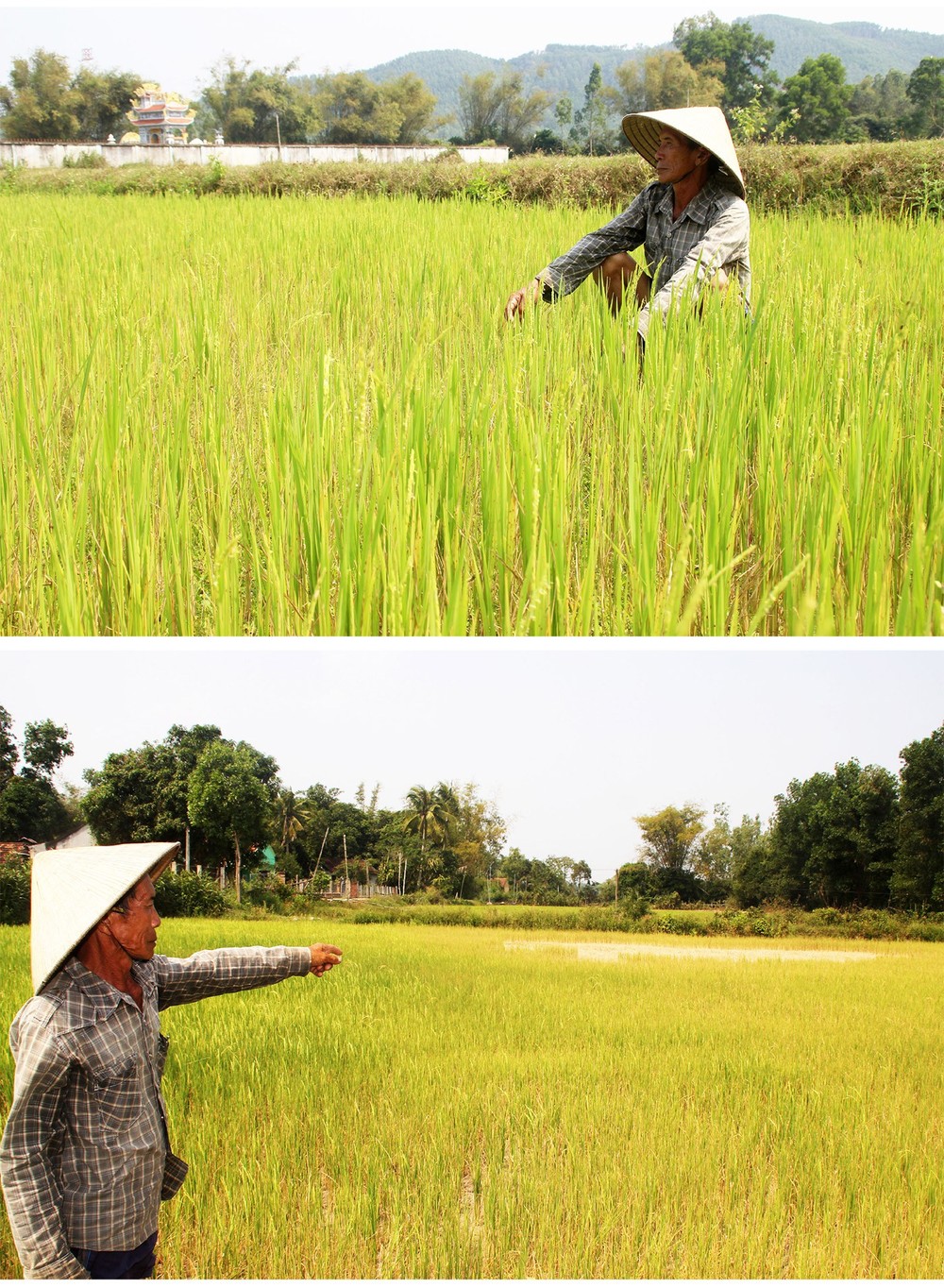 Farmers struggle with drought, water shortage in Central region  ảnh 9