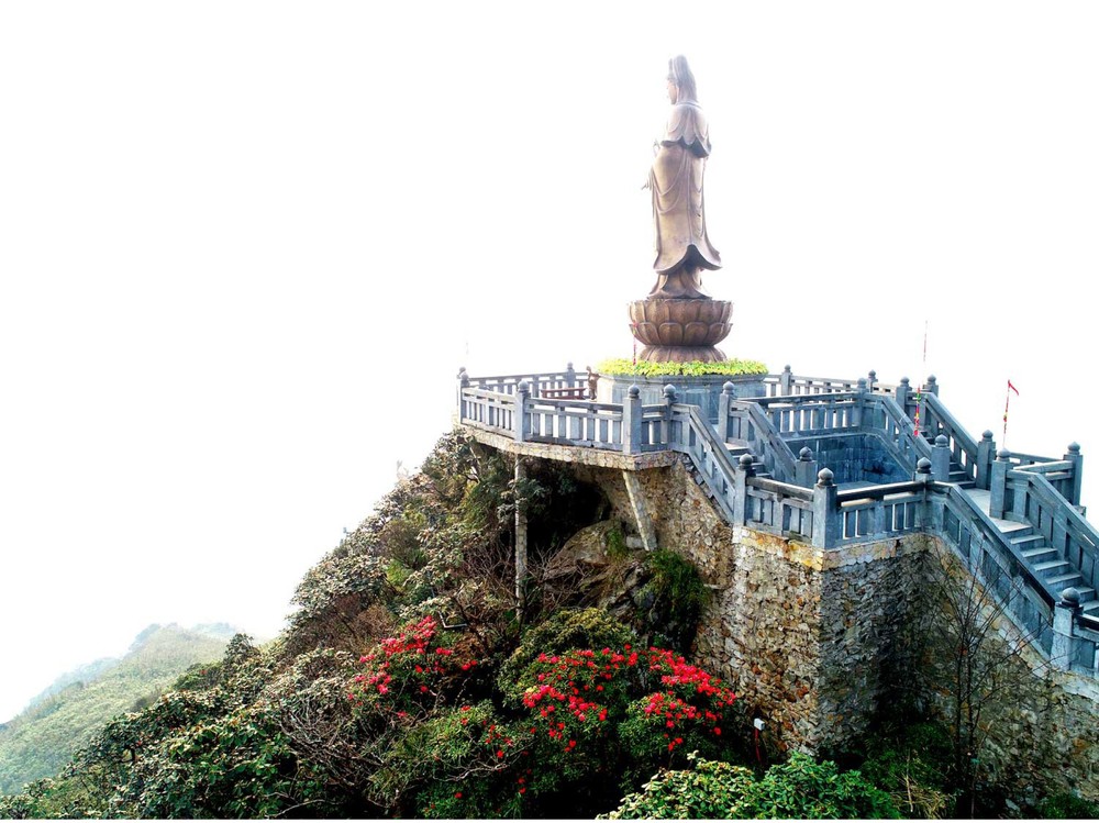 Brilliant blooming Rhododendron simsii in Fansipan  ảnh 1