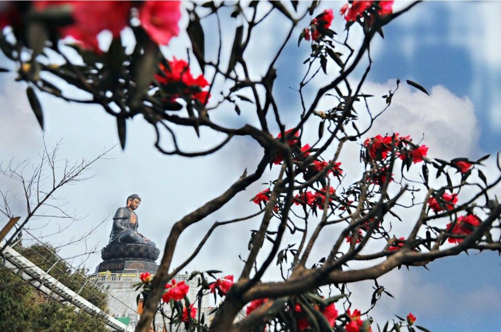 Brilliant blooming Rhododendron simsii in Fansipan  ảnh 2