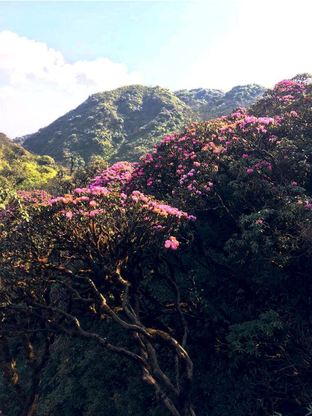 Brilliant blooming Rhododendron simsii in Fansipan  ảnh 5