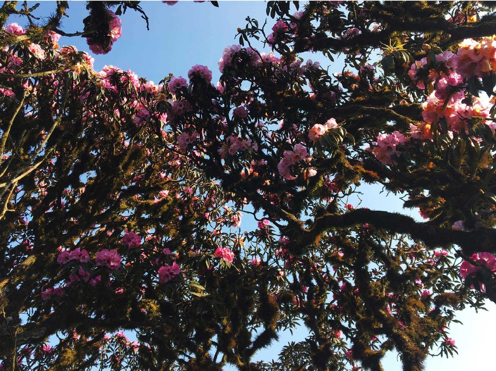 Brilliant blooming Rhododendron simsii in Fansipan  ảnh 6