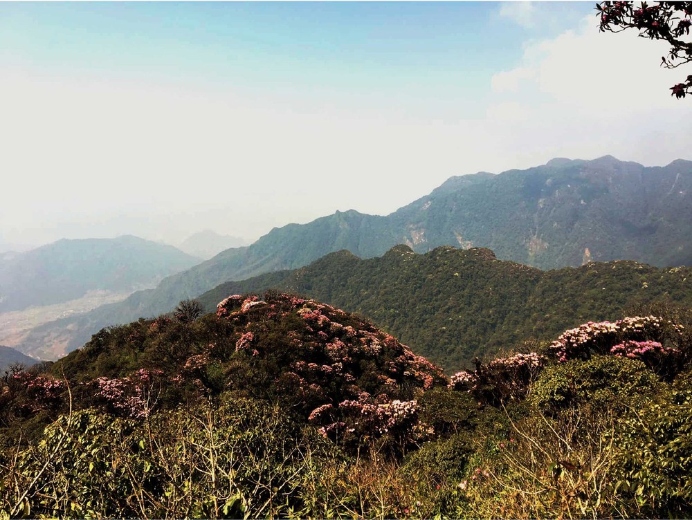 Brilliant blooming Rhododendron simsii in Fansipan  ảnh 7