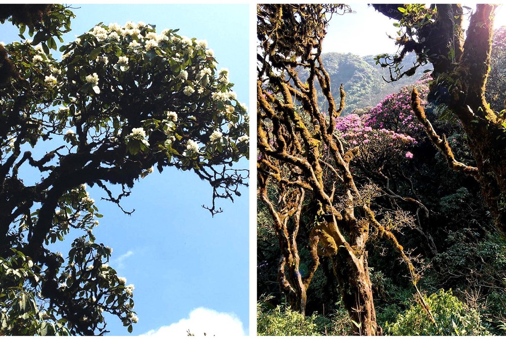 Brilliant blooming Rhododendron simsii in Fansipan  ảnh 8