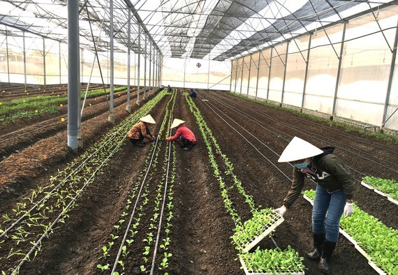 A vegetable cooperative in HCMC (Photo: SGGP)